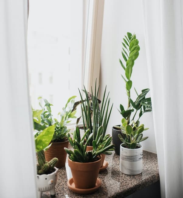 appartement avec des plantes vertes 